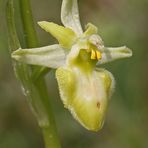 Große Spinnenragwurz (Ophrys sphegodes) Albino Variante 2