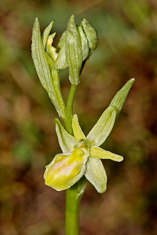 Große Spinnenragwurz (Ophrys sphegodes) Albino Variante