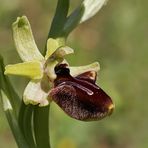 Große Spinnenragwurz (Ophrys sphegodes)