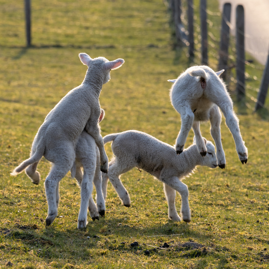 große Sprünge…