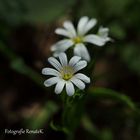 Große Steinmiere - Stellaria holostea