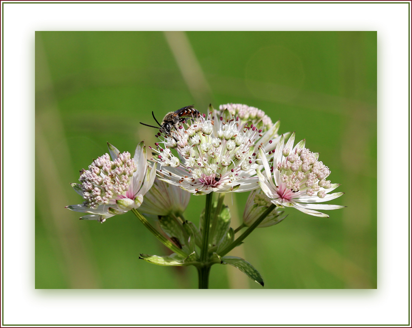 Große Sterndolde (Astrantia major)...