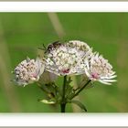 Große Sterndolde (Astrantia major)...