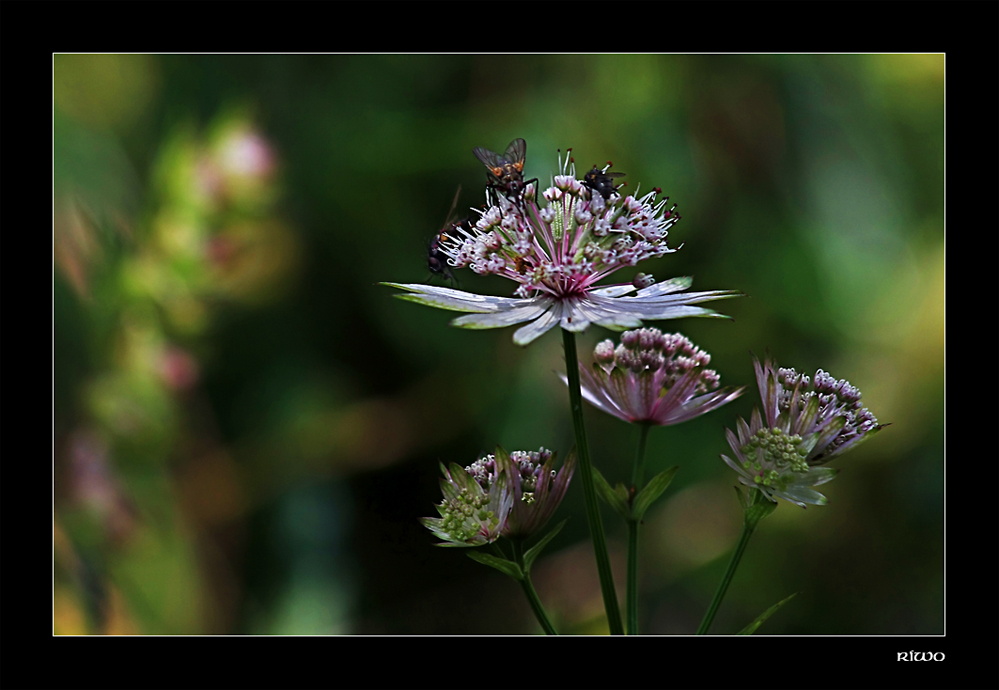 Große Sterndolde.... (Astrantia major)