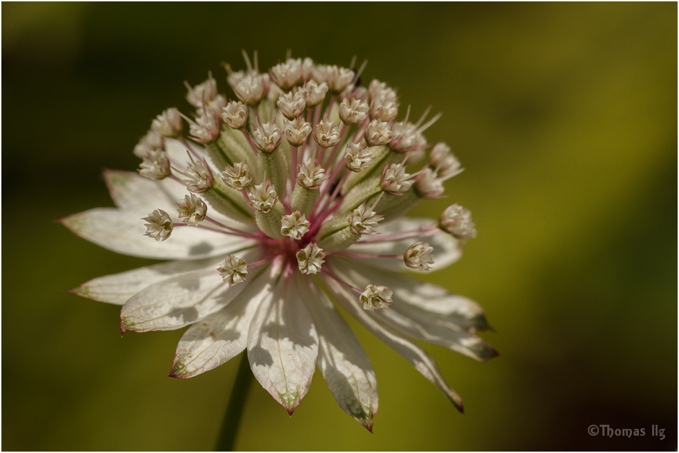 Große Sterndolde (Astrantia major)