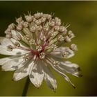 Große Sterndolde (Astrantia major)