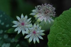 Große Sterndolde (Astrantia major)