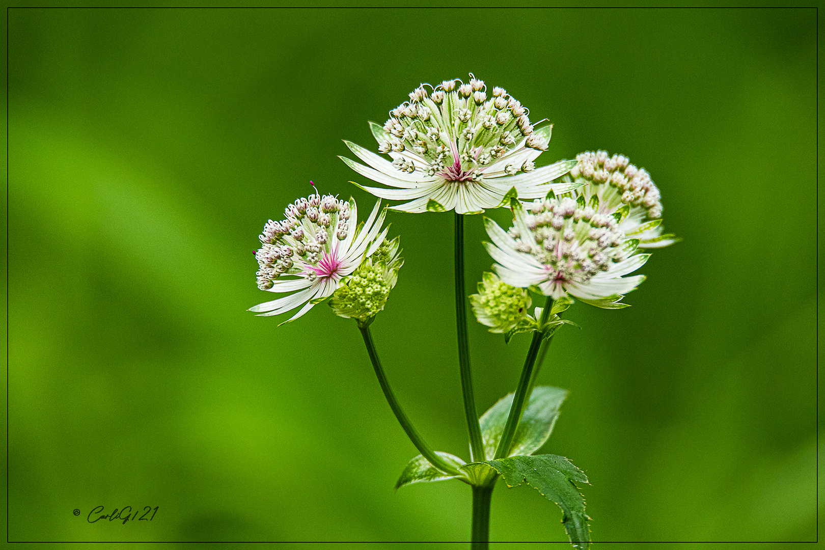 Große Sterndolde  (Astrantia major) 