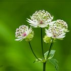 Große Sterndolde  (Astrantia major) 