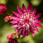 Große Sterndolde (Astrantia major)