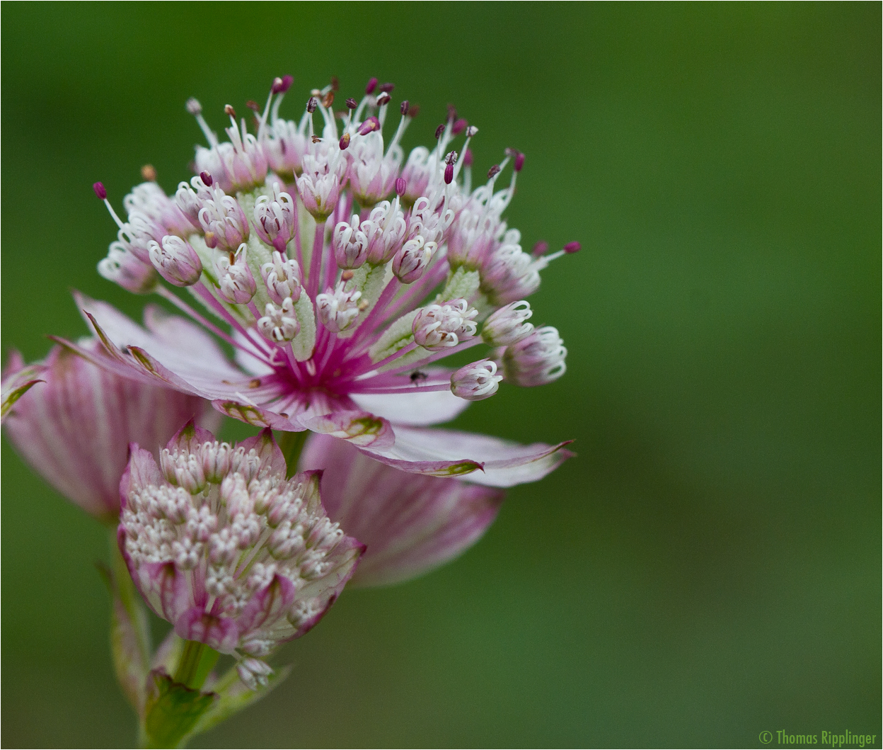 Große Sterndolde (Astrantia major)..