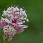 Große Sterndolde (Astrantia major)..