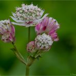 Große Sterndolde (Astrantia major).