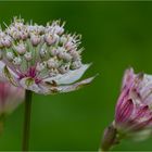 Große Sterndolde (Astrantia major)...