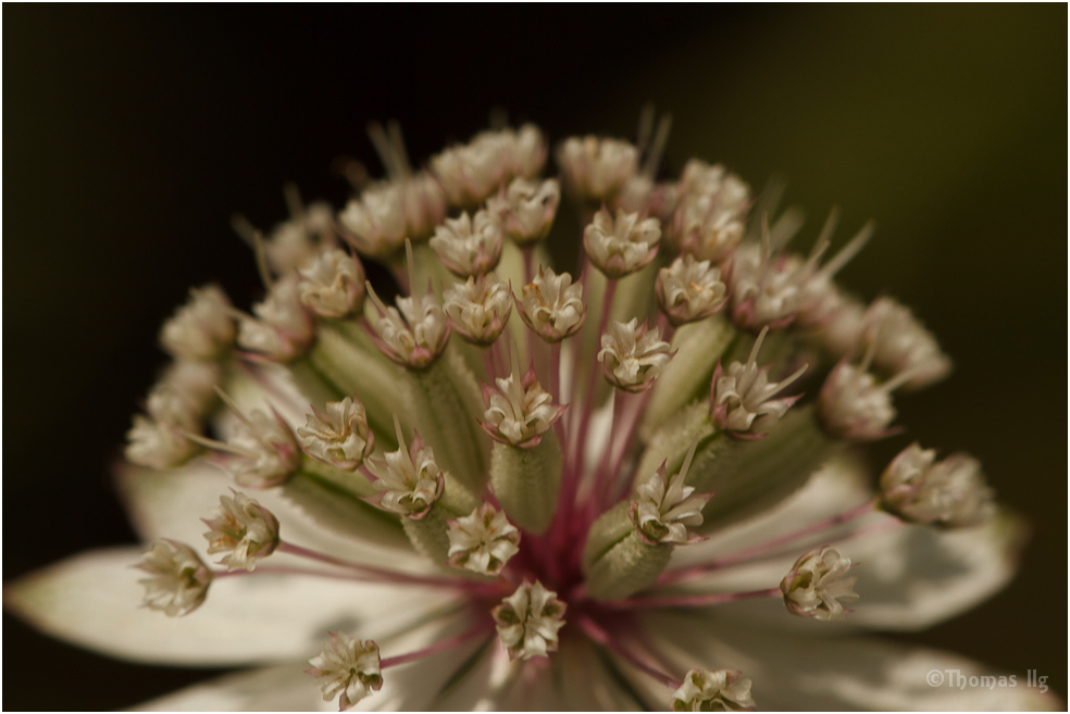 Große Sterndolde (Astrantia major) II