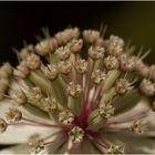 Große Sterndolde (Astrantia major) II