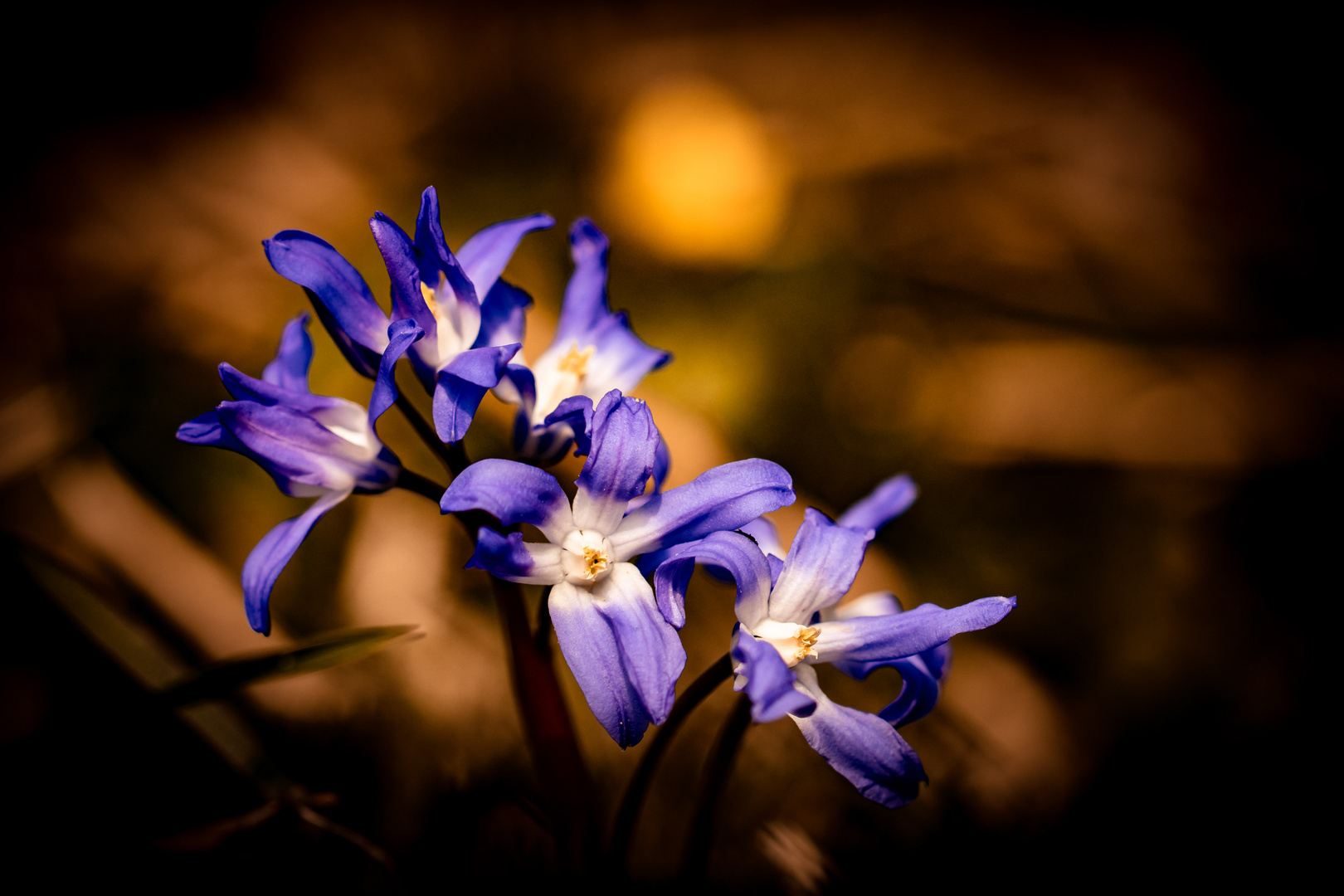 Große Sternhyazinthe (scilla forbesii)