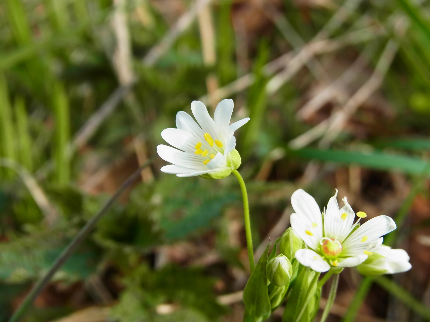 Große Sternmiere