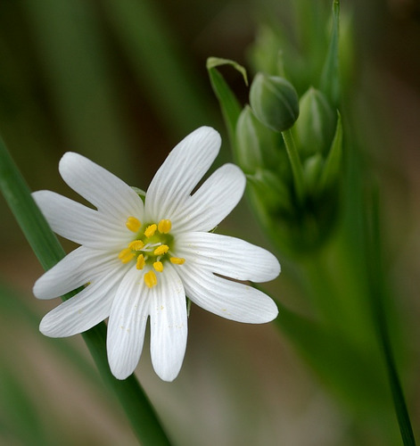 Große Sternmiere