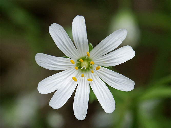 Große Sternmiere