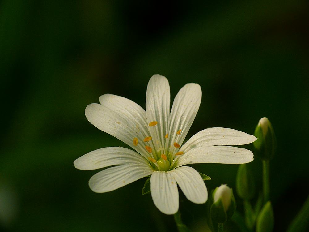 Große Sternmiere