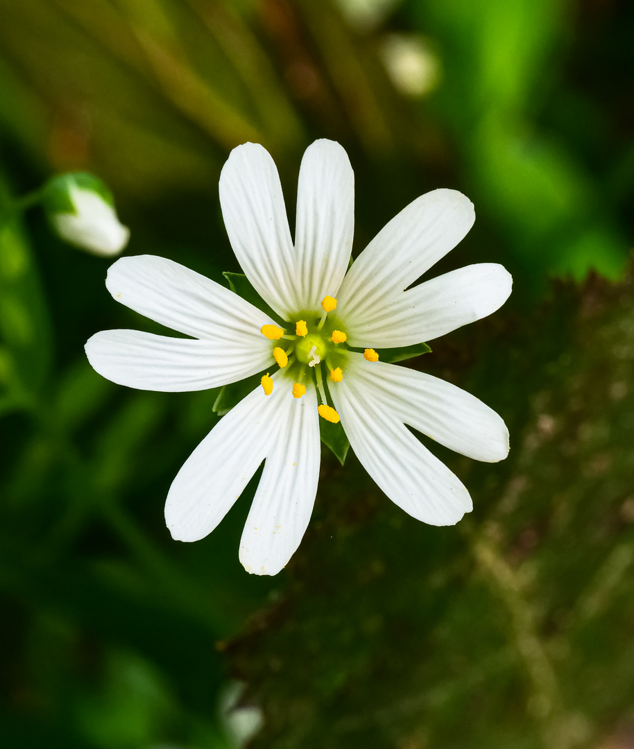 Große Sternmiere