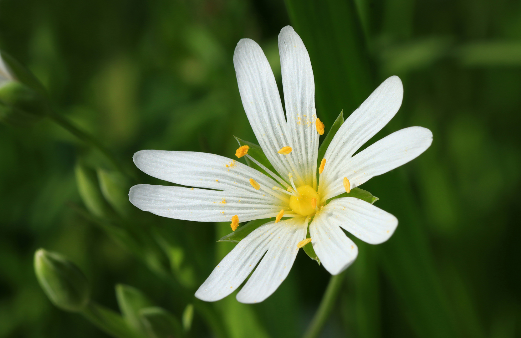 Große Sternmiere, Greater stitchwort, Rabelera holostea