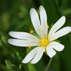 Große Sternmiere, Greater stitchwort, Rabelera holostea