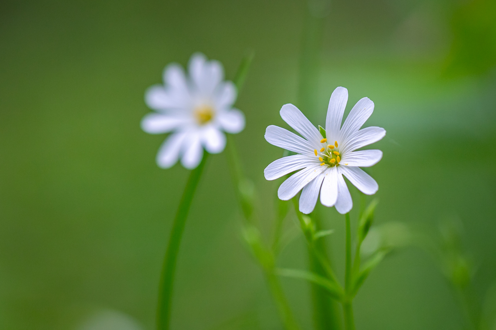 Große Sternmiere  (Rabelera holostea)