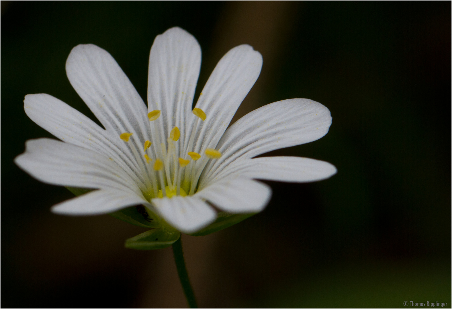 Große Sternmiere (Stellaria holostea)...