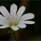 Große Sternmiere (Stellaria holostea)...