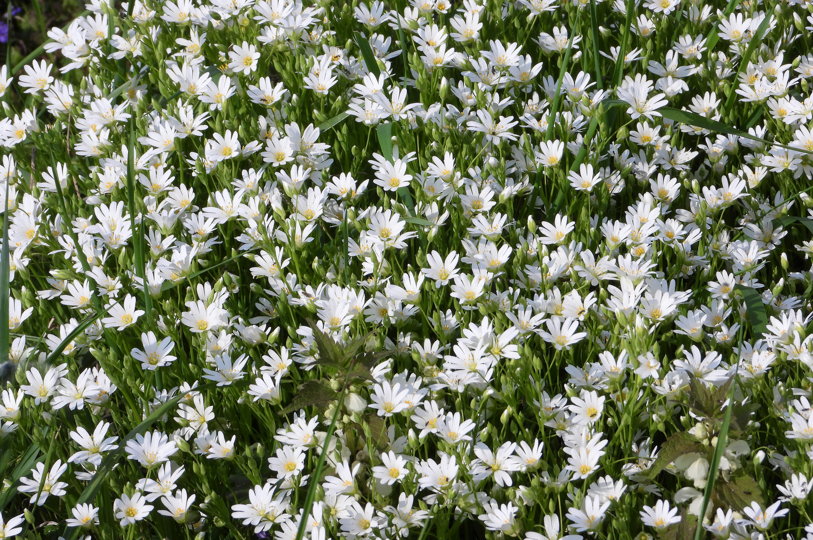 Große Sternmiere, Stellaria holostea