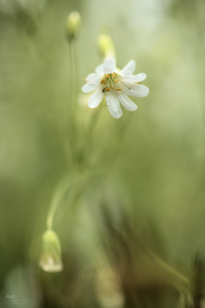 Große Sternmiere (Stellaria holostea)