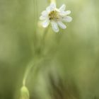 Große Sternmiere (Stellaria holostea)