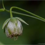 Große Sternmiere (Stellaria holostea)..