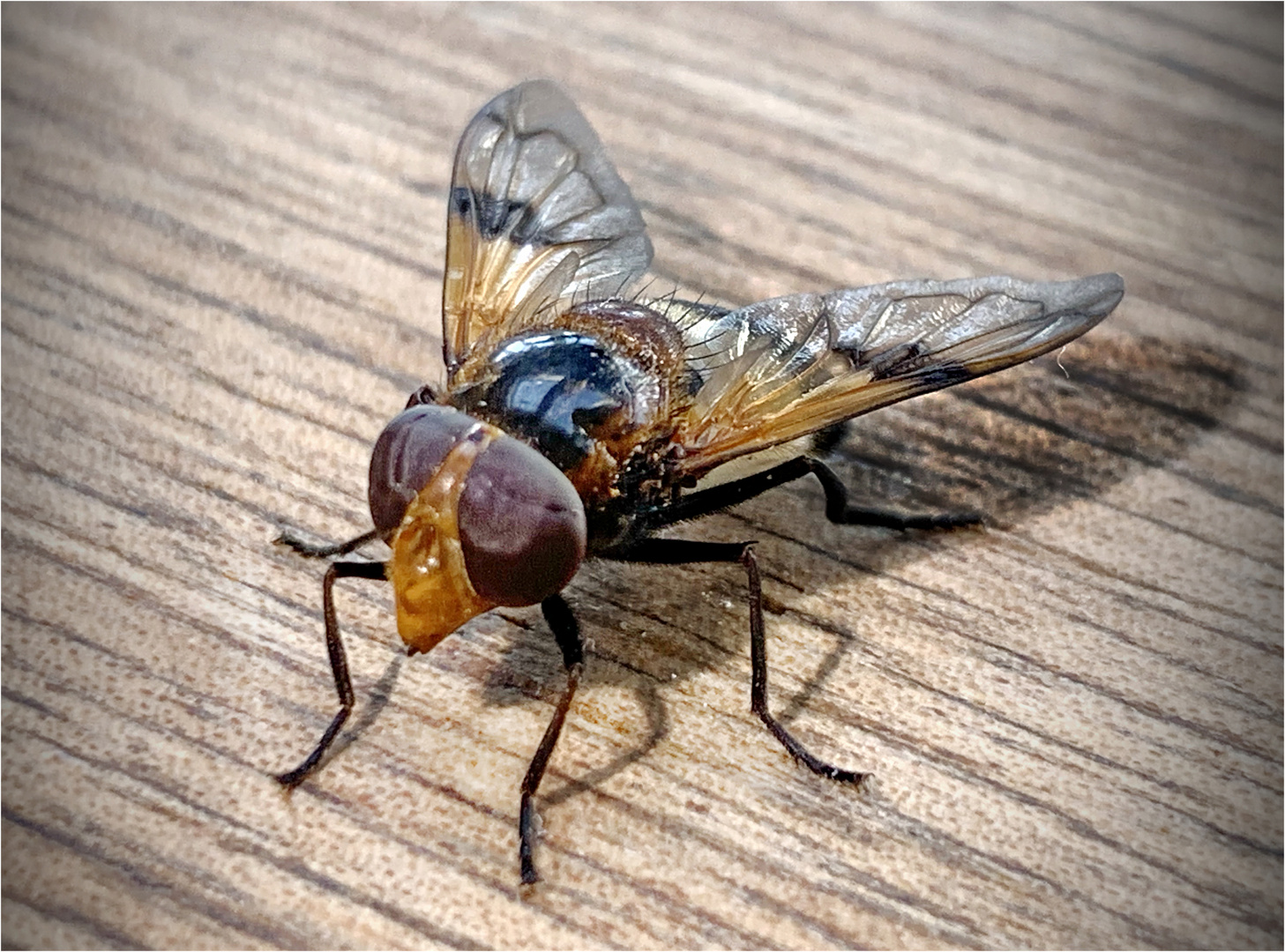 große Stubenfliege - gespiegelt