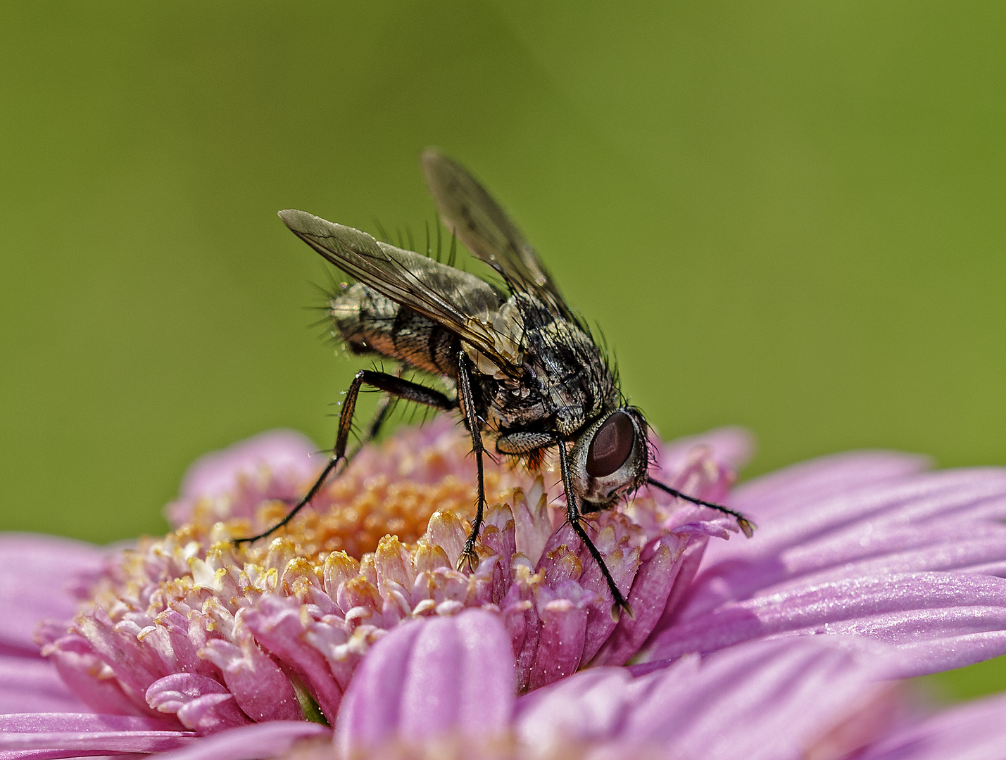 Große Stubenfliege (Musca domestica)