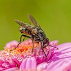 Große Stubenfliege (Musca domestica)