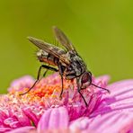 Große Stubenfliege (Musca domestica)