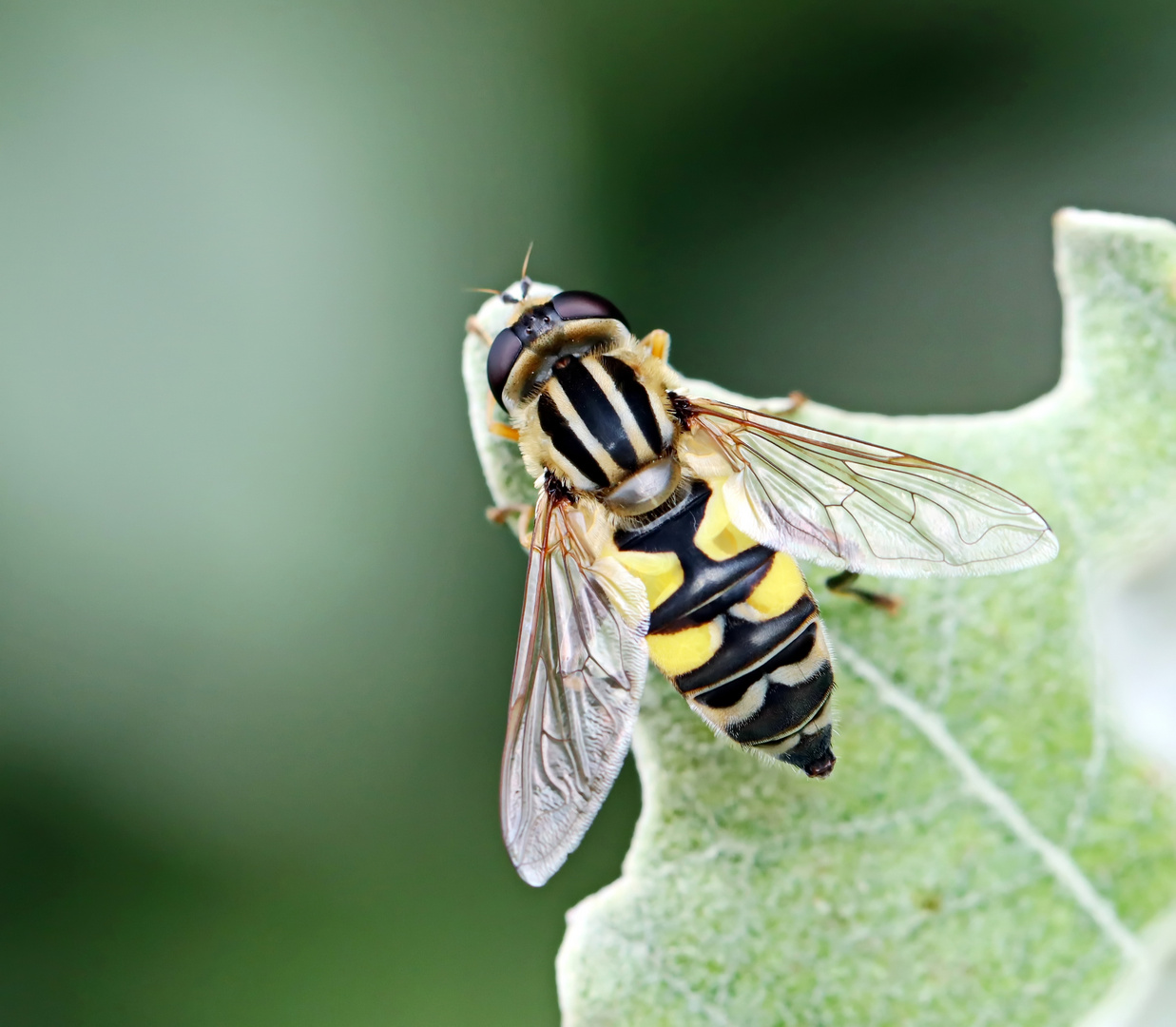 Große Sumpfschwebfliege