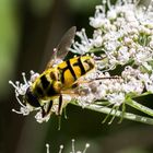 Große Sumpfschwebfliege 1