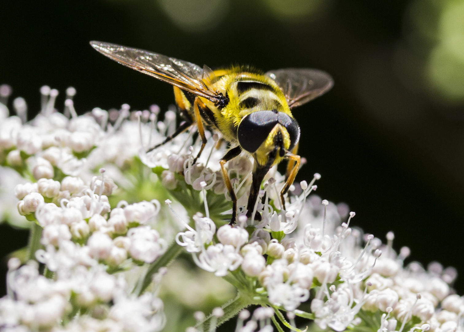 Große Sumpfschwebfliege 2