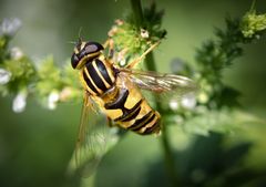 große sumpfschwebfliege