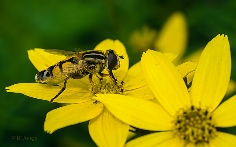 Große Sumpfschwebfliege