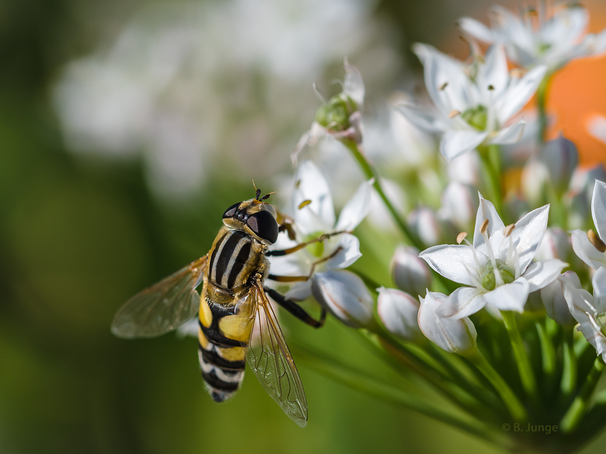 Große Sumpfschwebfliege