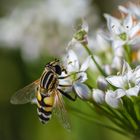 Große Sumpfschwebfliege