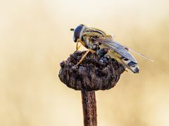 große Sumpfschwebfliege