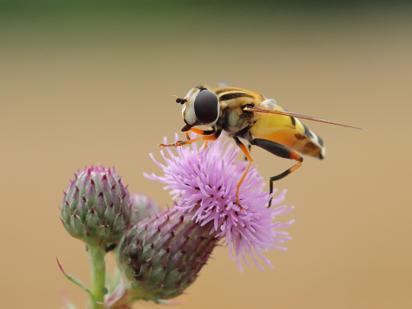 Große Sumpfschwebfliege