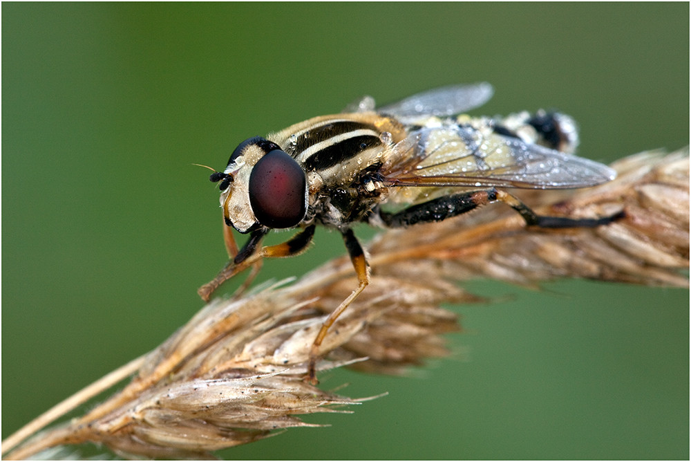 Große Sumpfschwebfliege