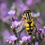 große sumpfschwebfliege